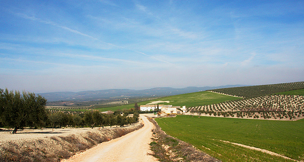 aceite de oliva virgen extra